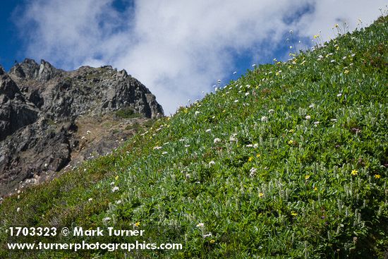 Salix arctica; Erigeron glacialis var. glacialis
