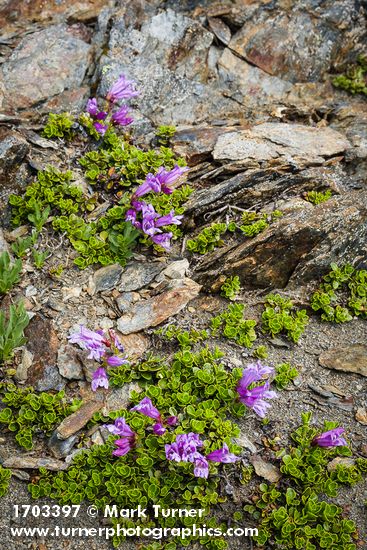 Penstemon davidsonii