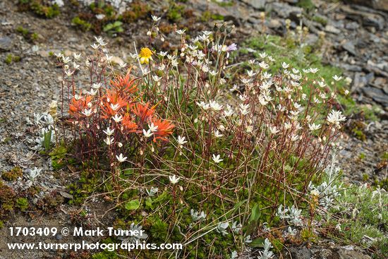 Castilleja rupicola; Saxifraga bronchialis
