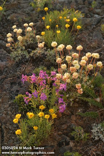 Erigeron linearis; Penstemon gairdneri; Eriogonum douglasii