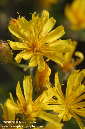 Crepis atribarba ssp. originalis (C. barbigera)
