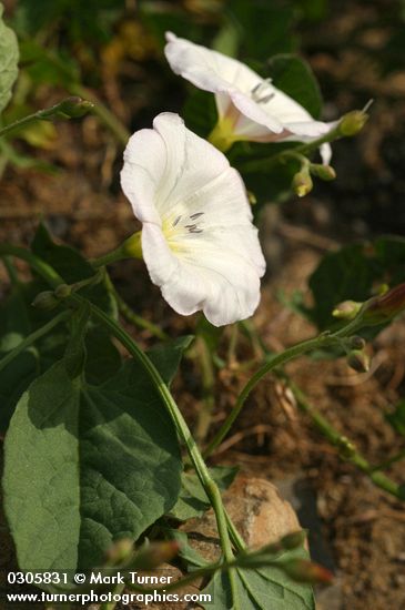 Convolvulus arvensis