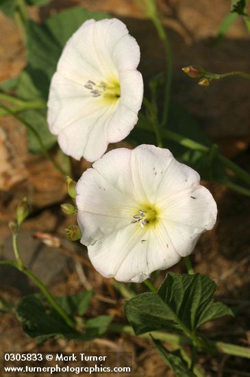 Convolvulus arvensis