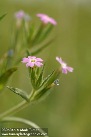 Phlox gracilis ssp. gracilis (Microsteris gracilis)