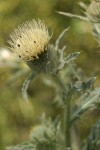 Wavy-leaf Thistle blossom & foliage detail