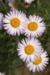 Thread-leaf Fleabane blossoms detail