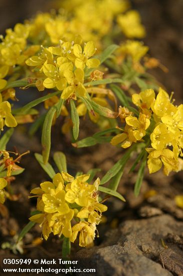 Camissonia andina (Oenothera andina)