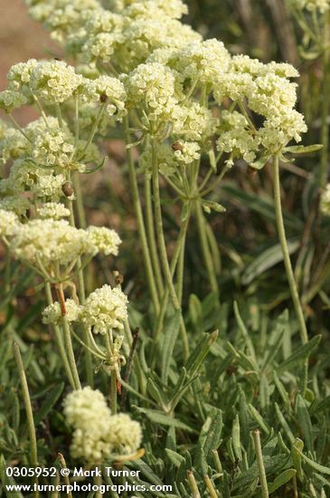 Eriogonum heracleoides var. heracleoides