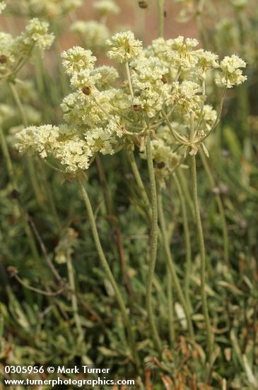 Eriogonum heracleoides var. heracleoides
