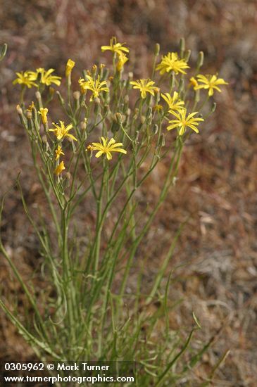 Crepis atribarba