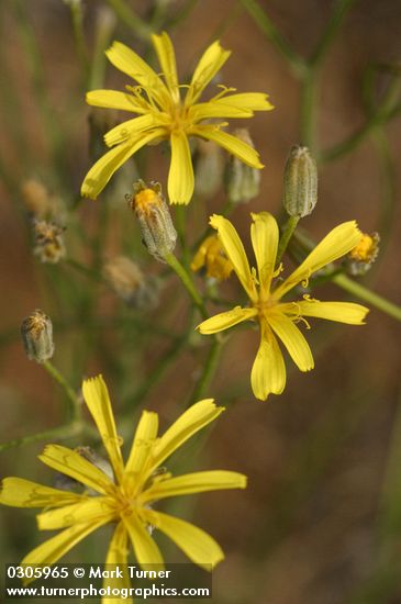Crepis atribarba