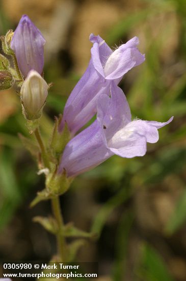 Penstemon fruticosus var. scouleri