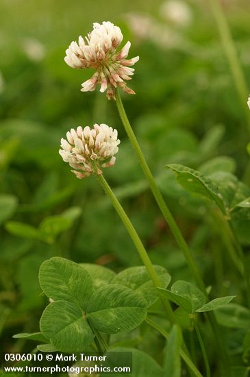 Trifolium repens