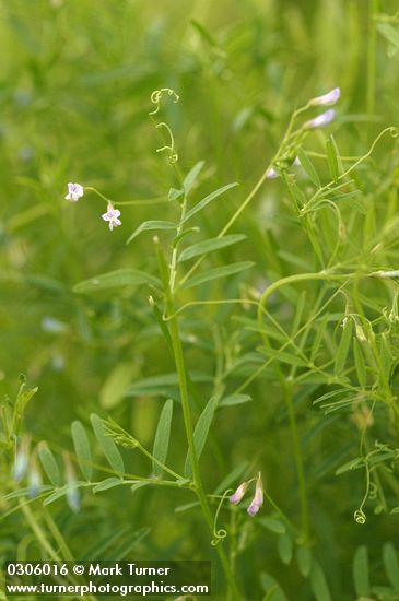 Vicia hirsuta