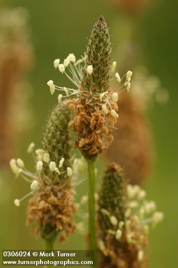 Plantago lanceolata