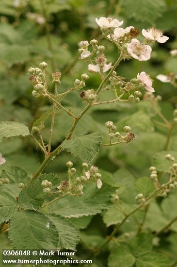 Rubus discolor