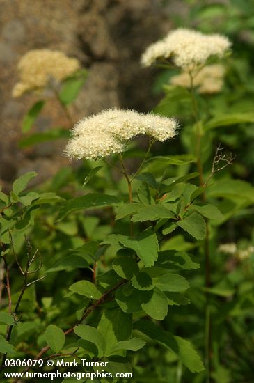 Spiraea betulifolia