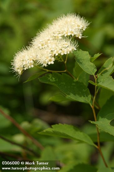 Spiraea betulifolia