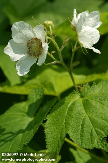 Rubus parviflorus