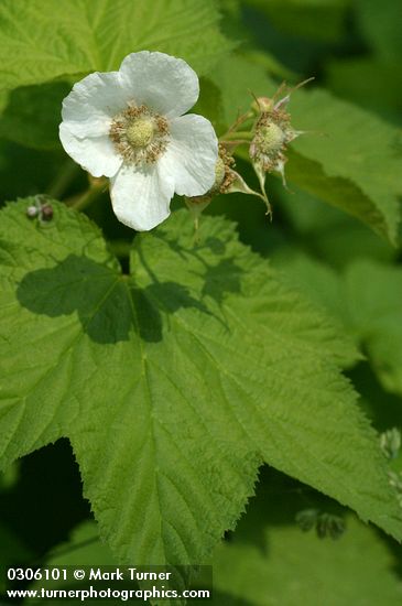 Rubus parviflorus