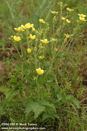 Potentilla arguta