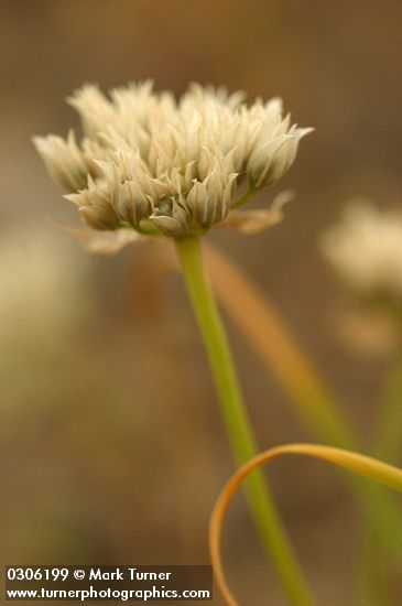 Allium tolmiei