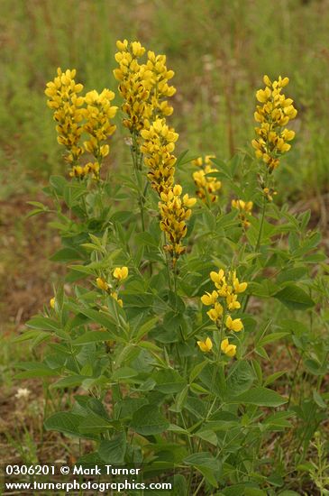 Thermopsis montana