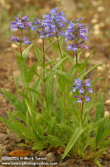 Penstemon procerus