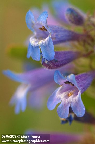 Penstemon procerus