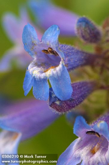 Penstemon procerus