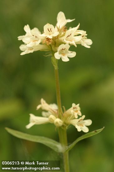 Penstemon confertus