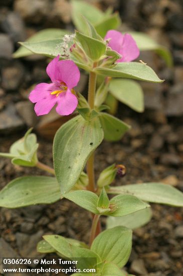 Mimulus cusickii