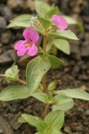 Cusick's Monkeyflower
