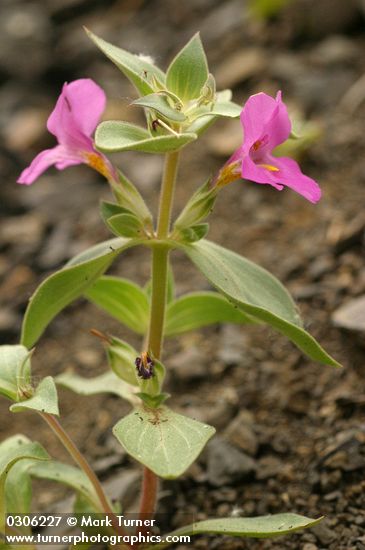Mimulus cusickii