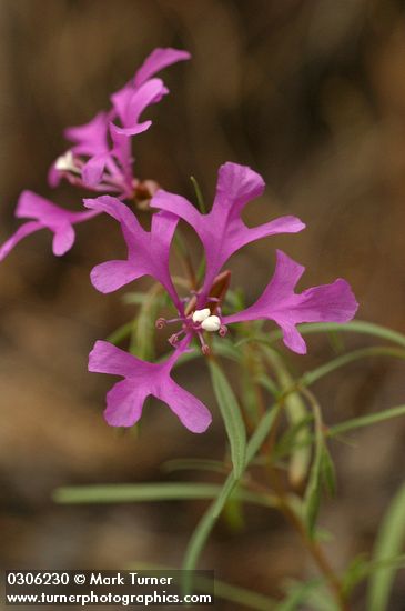 Clarkia pulchella