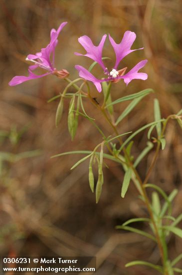 Clarkia pulchella