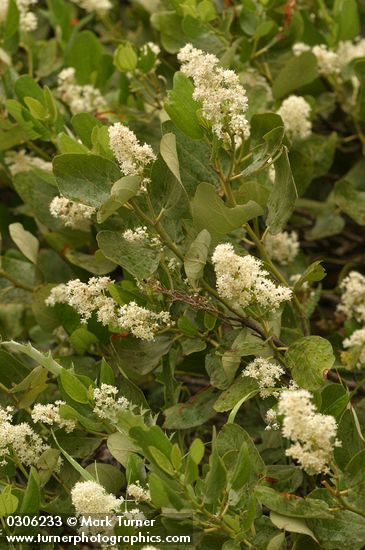 Ceanothus velutinus