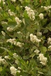 Snow-brush Ceanothus