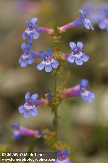 Penstemon attenuatus