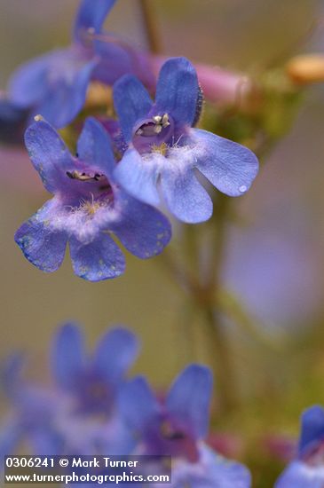 Penstemon attenuatus