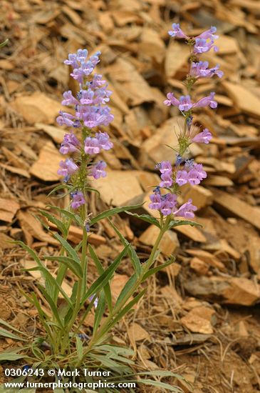 Penstemon speciosus