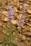 Showy Penstemon