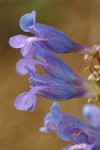 Showy Penstemon blossoms extreme detail