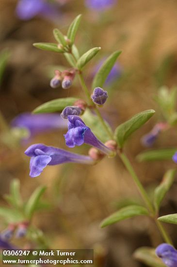 Scutellaria angustifolia