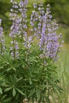 Large-leaved Lupine
