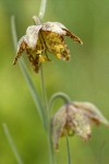 Spotted Mountain Bells blossom detail