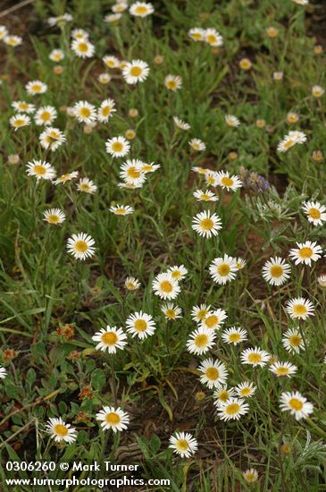 Erigeron eatonii