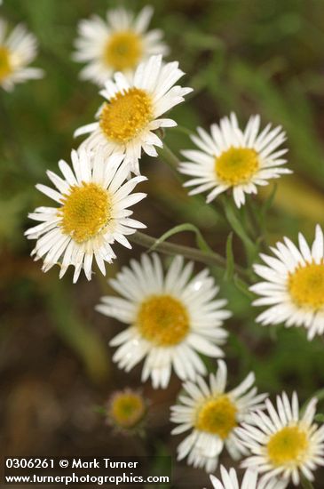 Erigeron eatonii