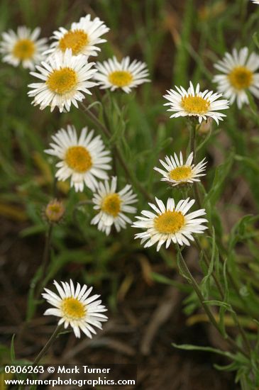 Erigeron eatonii