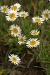 Eaton's Daisy